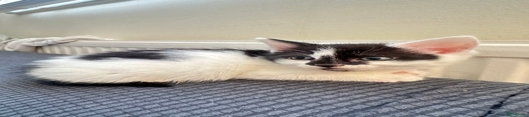 Domestic Shorthair Kitten 3