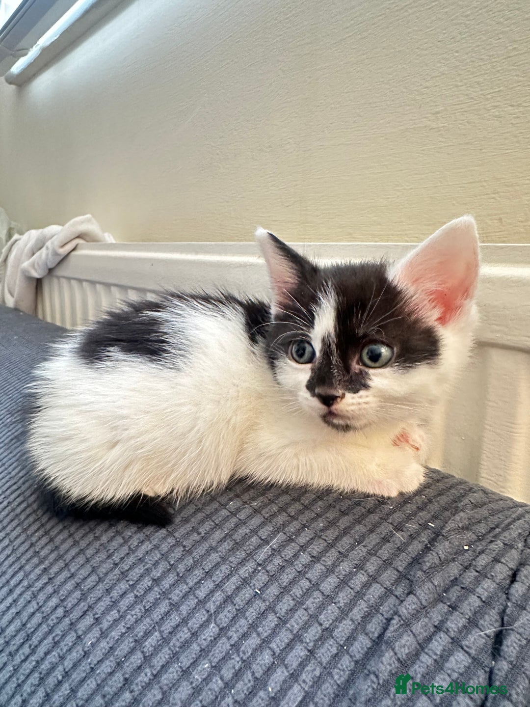 Domestic Shorthair cats for sale: short and long hair kittens ready to go - Image 5