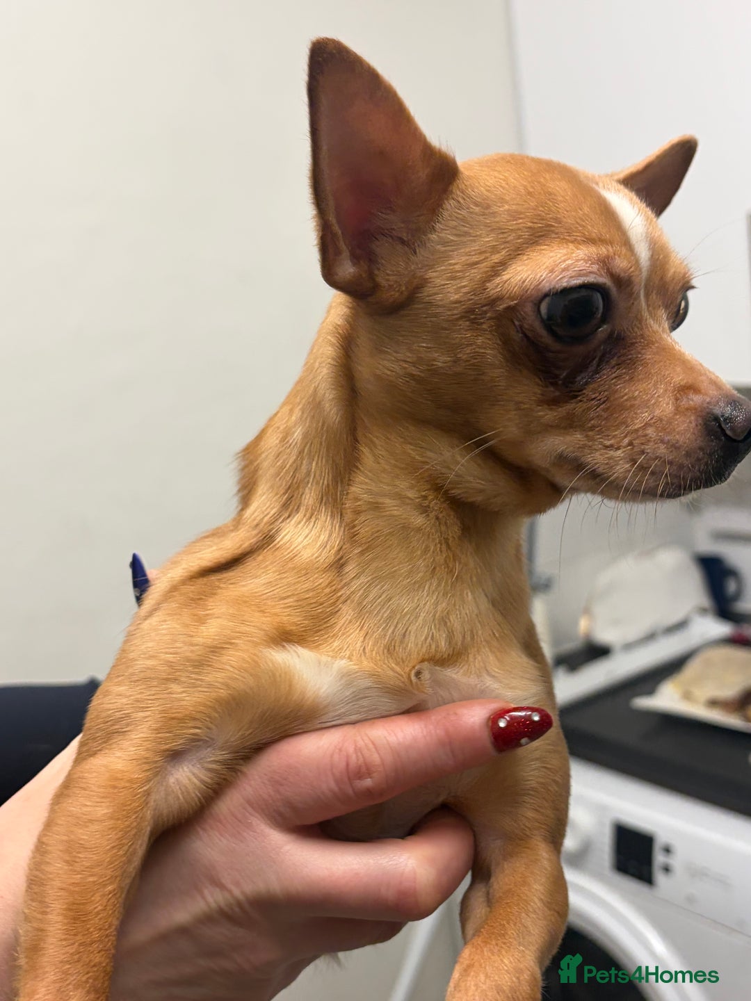 Chihuahua dogs for stud: George the chihuahua stud - Advert 3