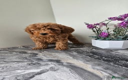 Toy Poodle dogs for sale: Beautiful Red Toy Poodle Puppies - Image 25