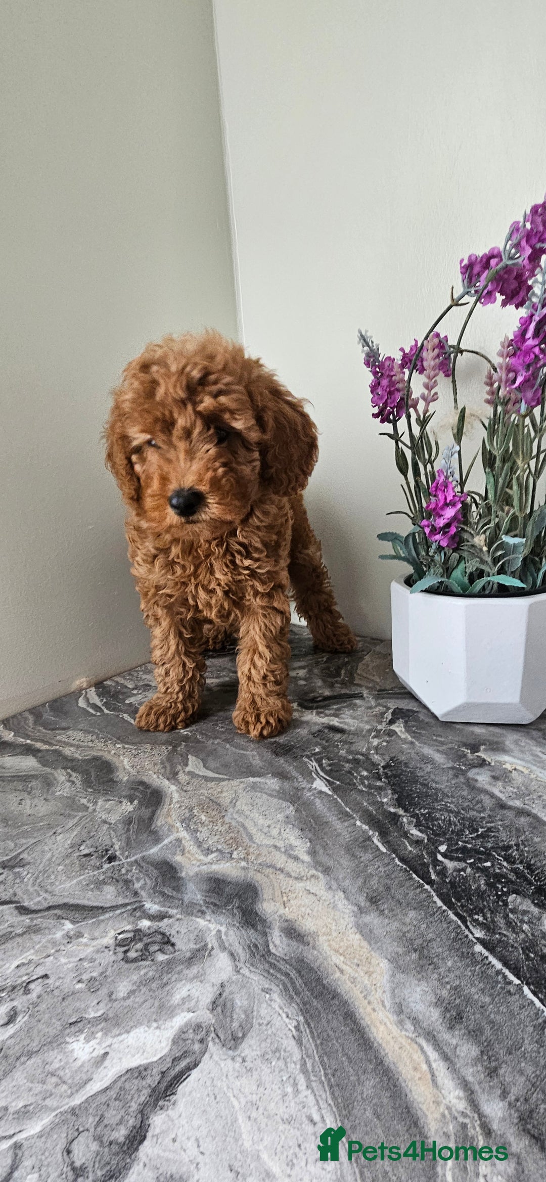 Toy Poodle dogs for sale: Beautiful Red Toy Poodle Puppies - Image 25
