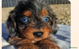 Cockapoo dogs for sale: Cockapoo puppies f1 Rare exceptional litter!!!!♥️ - Image 3
