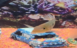 Tetras fish for sale: Diff fish for sale - Image 3