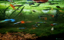 Live Bearers fish for sale: Guppy fry - Image 11
