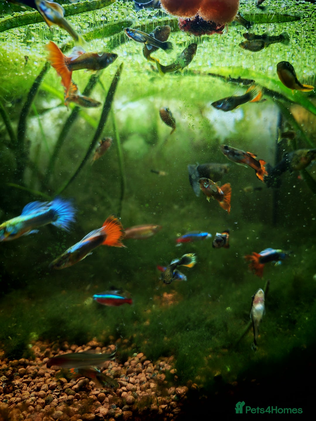 Live Bearers fish for sale: Guppy fry - Image 11