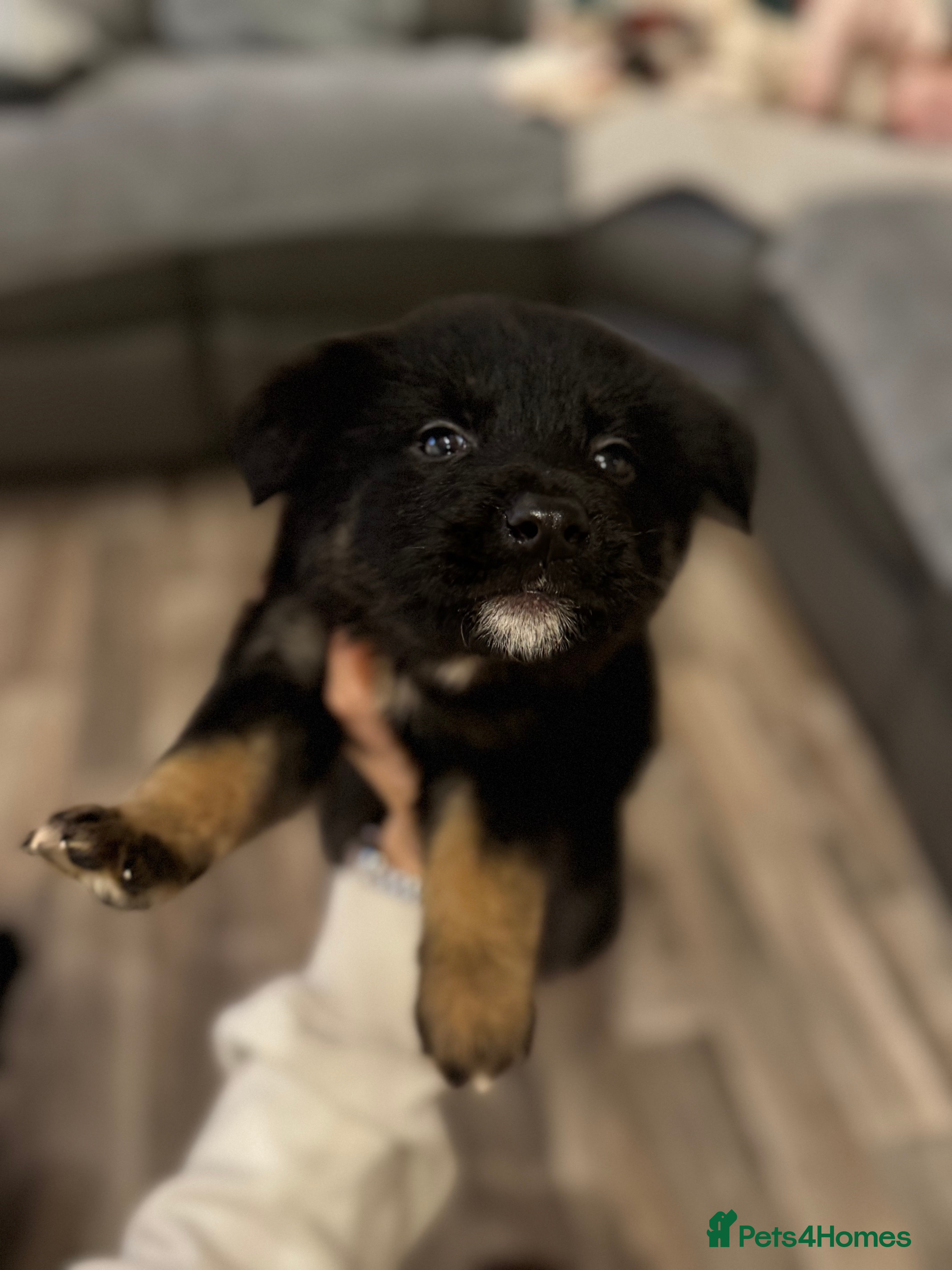 Mixed Breed dogs German shepherd x malamute puppies  - Advert 9