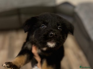 Mixed Breed dogs German shepherd x malamute puppies - Advert 11