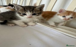 British Shorthair cats for sale: Six Gorgeous Kittens Available From Next Week - Image 37