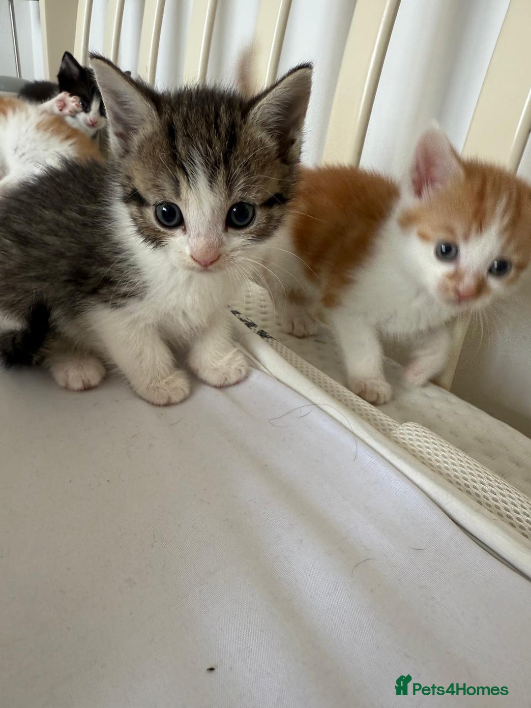 British Shorthair cats for sale: Six Gorgeous Kittens Available From Next Week - Image 37