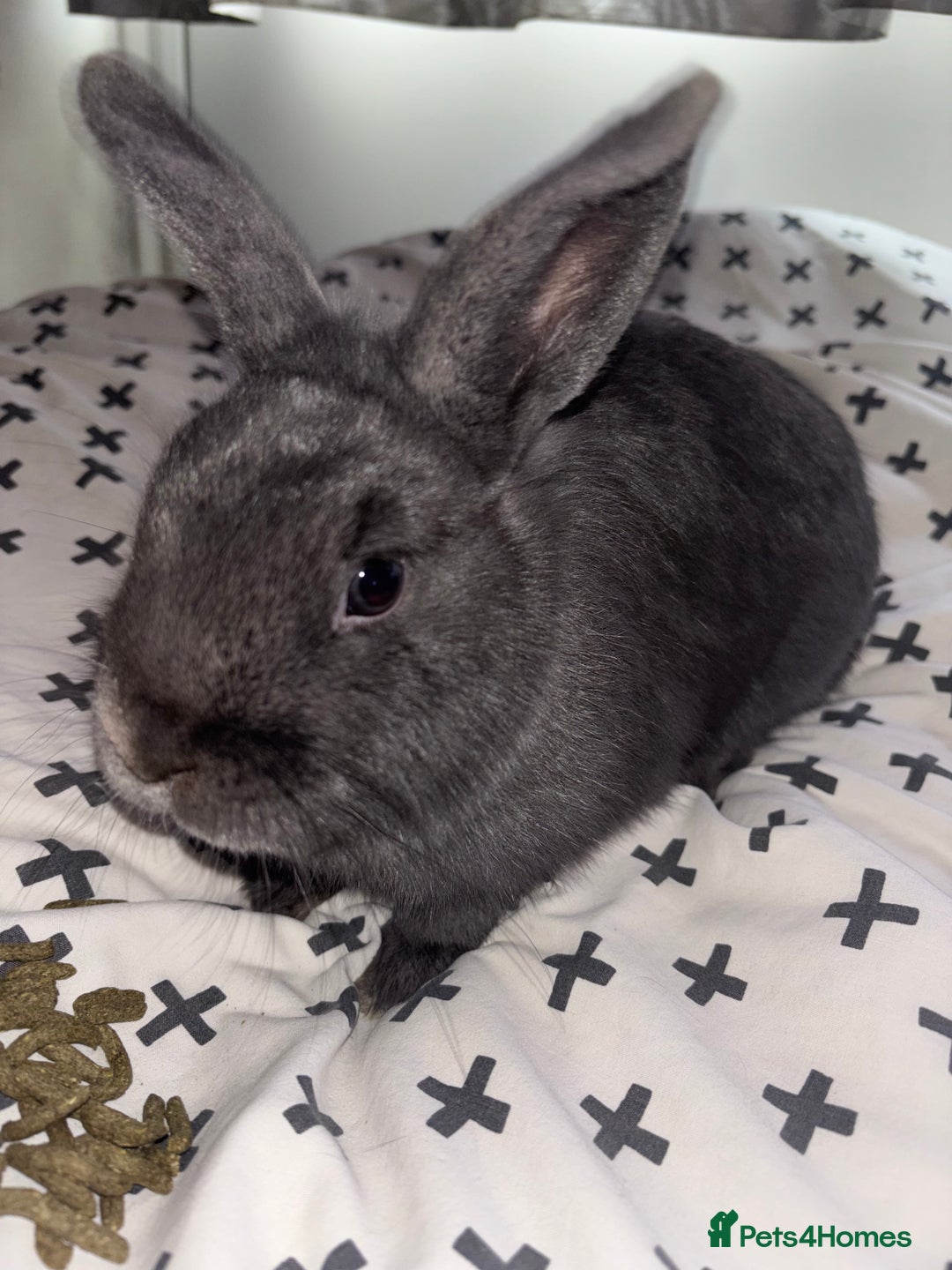 Lionhead rabbits for sale: Lion head rabbit grey bule eyes  - Advert 2