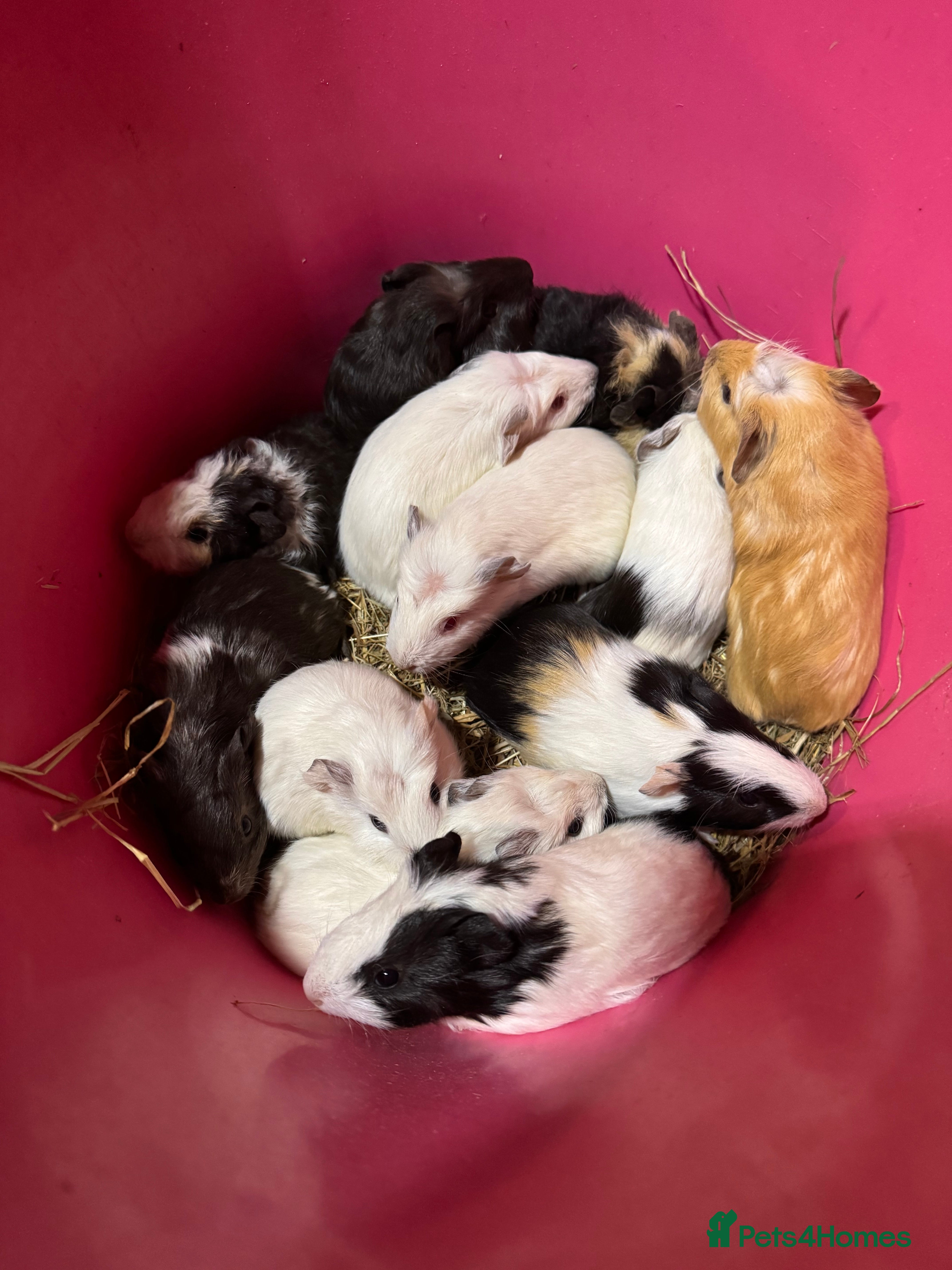 Guinea Pig rodents Baby boar guinea pigs !!! - Advert 2