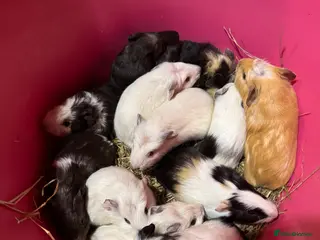 Guinea Pig rodents Baby boar guinea pigs !!! - Advert 7