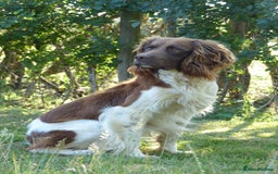 English Springer Spaniel dogs for stud: ACE SPIRIT ONE OF ELISHADE  in Tonbridge - Image 15