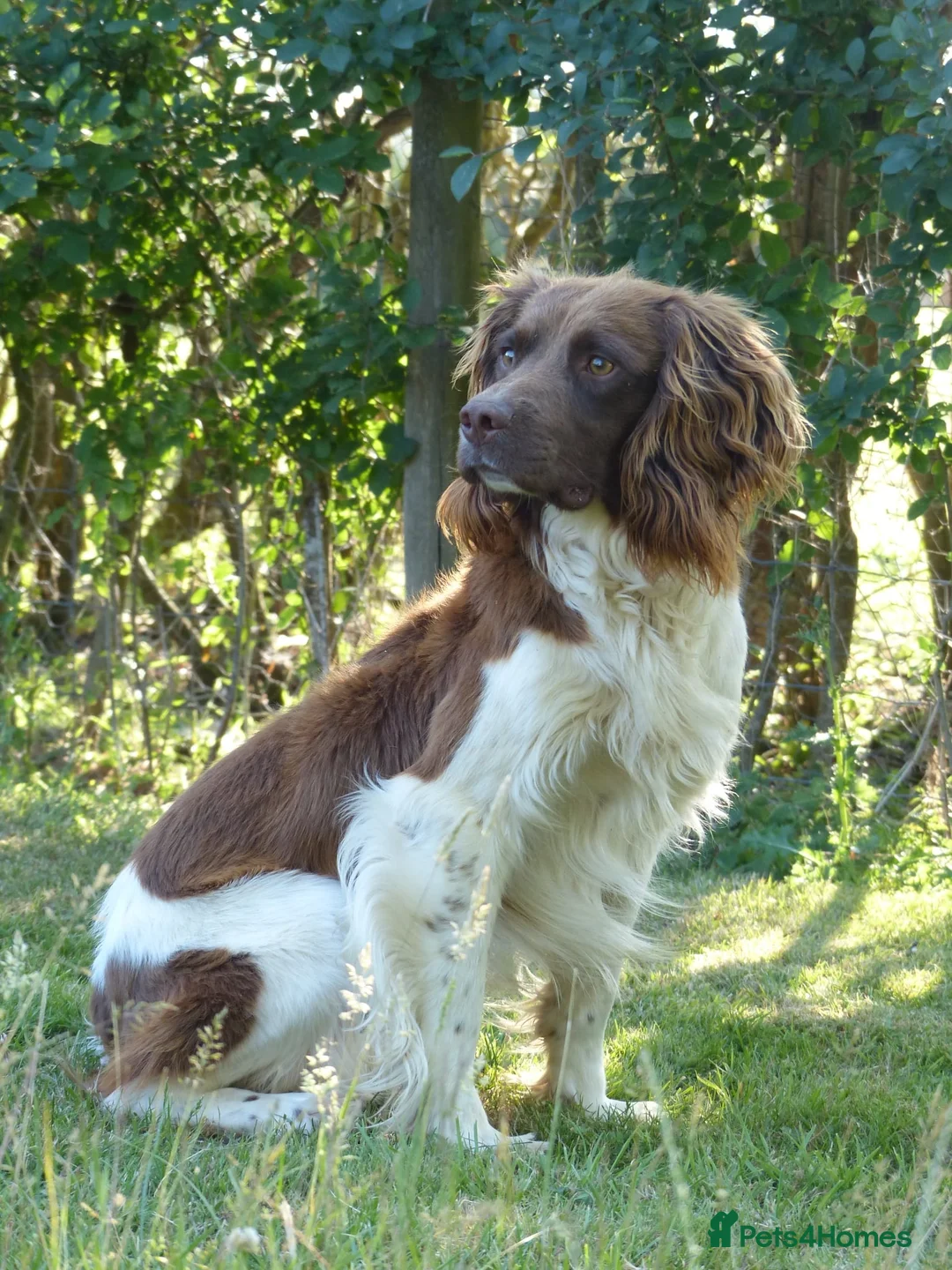 English Springer Spaniel dogs for stud: ACE SPIRIT ONE OF ELISHADE  in Tonbridge - Advert 15