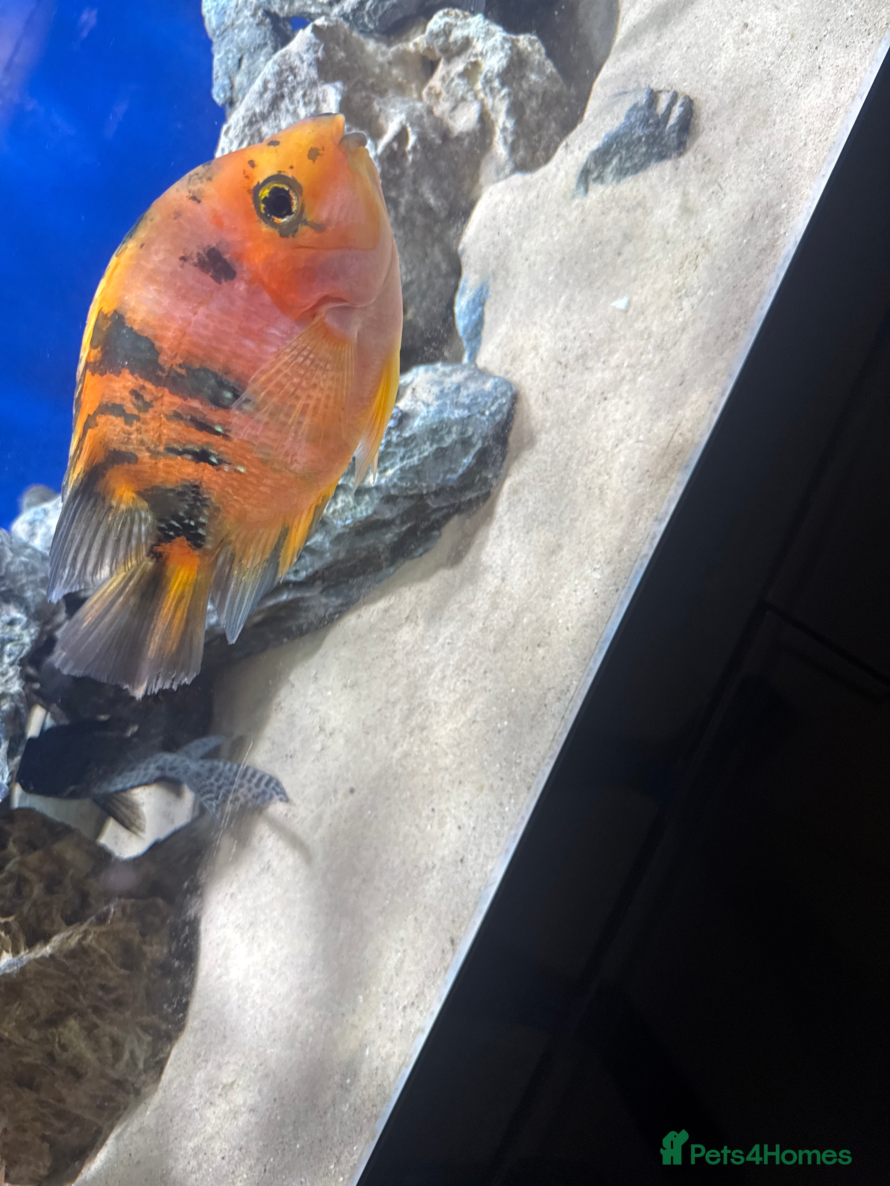 Cichlids fish Parrot cichlids  - Advert 3