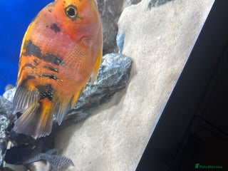 Cichlids fish Parrot cichlids - Advert 1