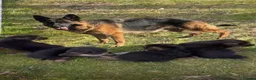 German Shepherd dogs for sale: Pure German shepherd puppies available  - Advert 12