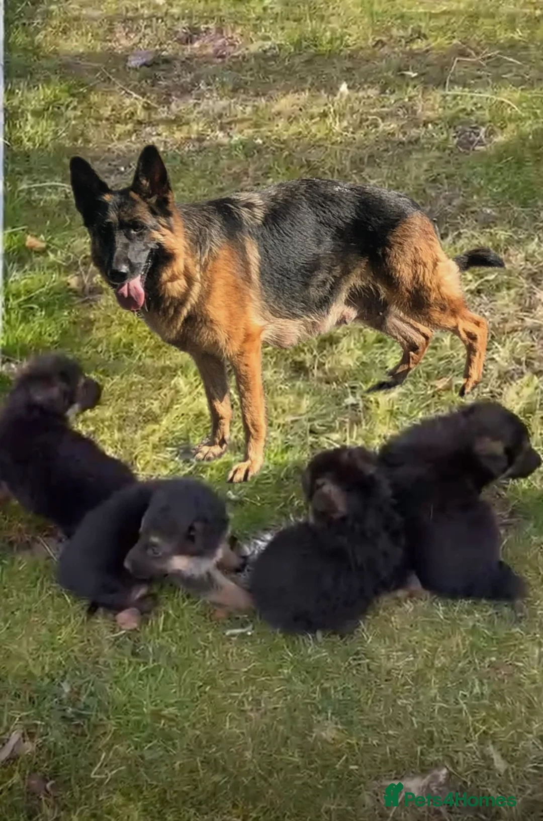 German Shepherd dogs for sale: Pure German shepherd puppies available  - Advert 12