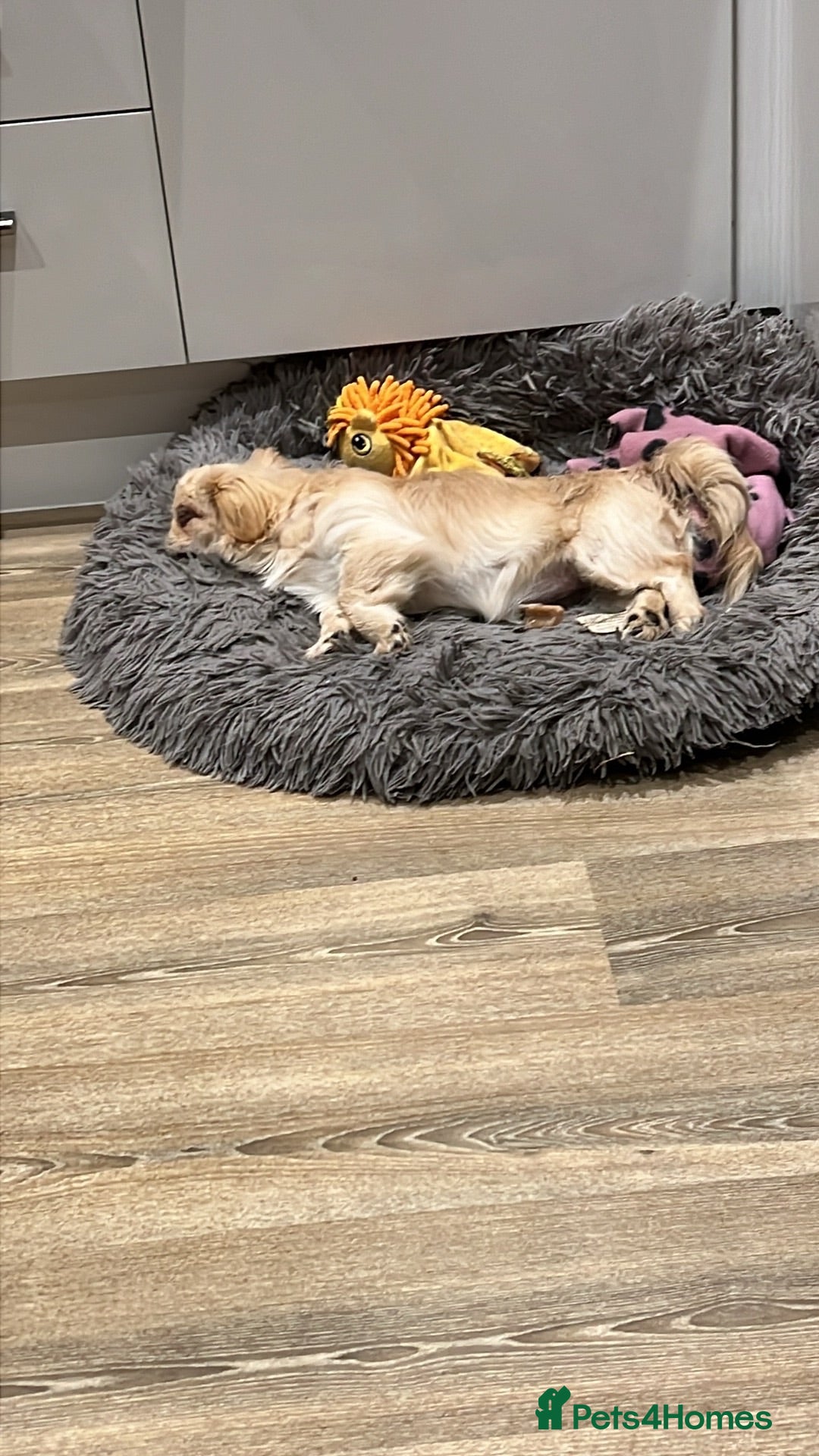 Pekingese dogs Pekingese Puppies Ready Soon - Advert 1
