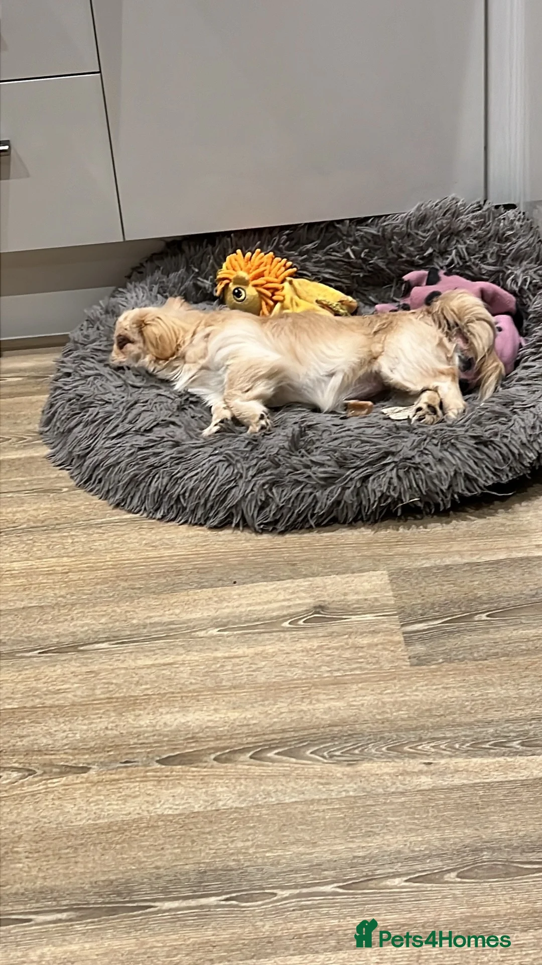 Pekingese dogs for sale: Pekingese Puppies Ready Soon - Advert 1