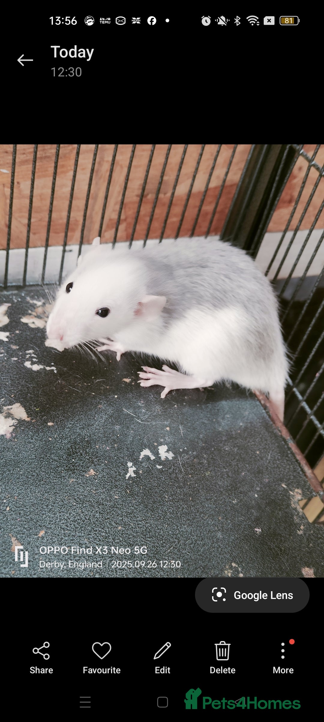 Rat rodents for sale: Dumbo rex Rats - Image 14