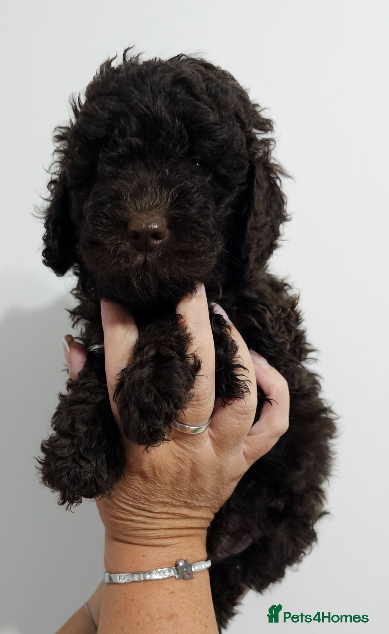 Miniature Poodle dogs Stunning kc registered minature poodle pups  - Advert 2
