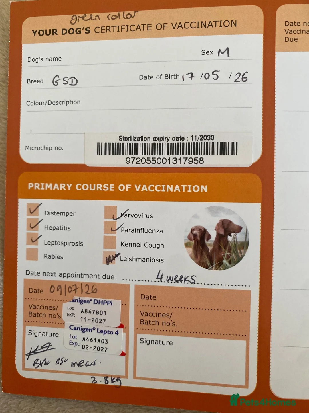 German Shepherd dogs for sale: 9 week old German shepherd puppy  - Advert 5