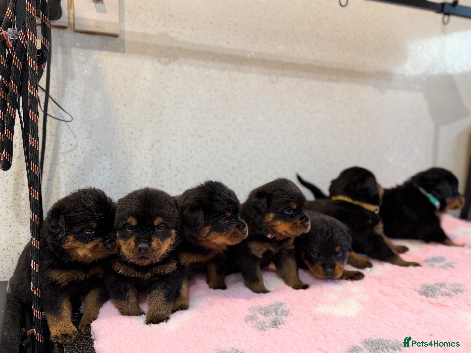 Rottweiler dogs Rottweiler Kc Reg puppies  - Advert 2