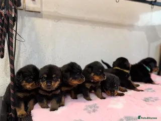 Rottweiler dogs Rottweiler Kc Reg puppies - Advert 2