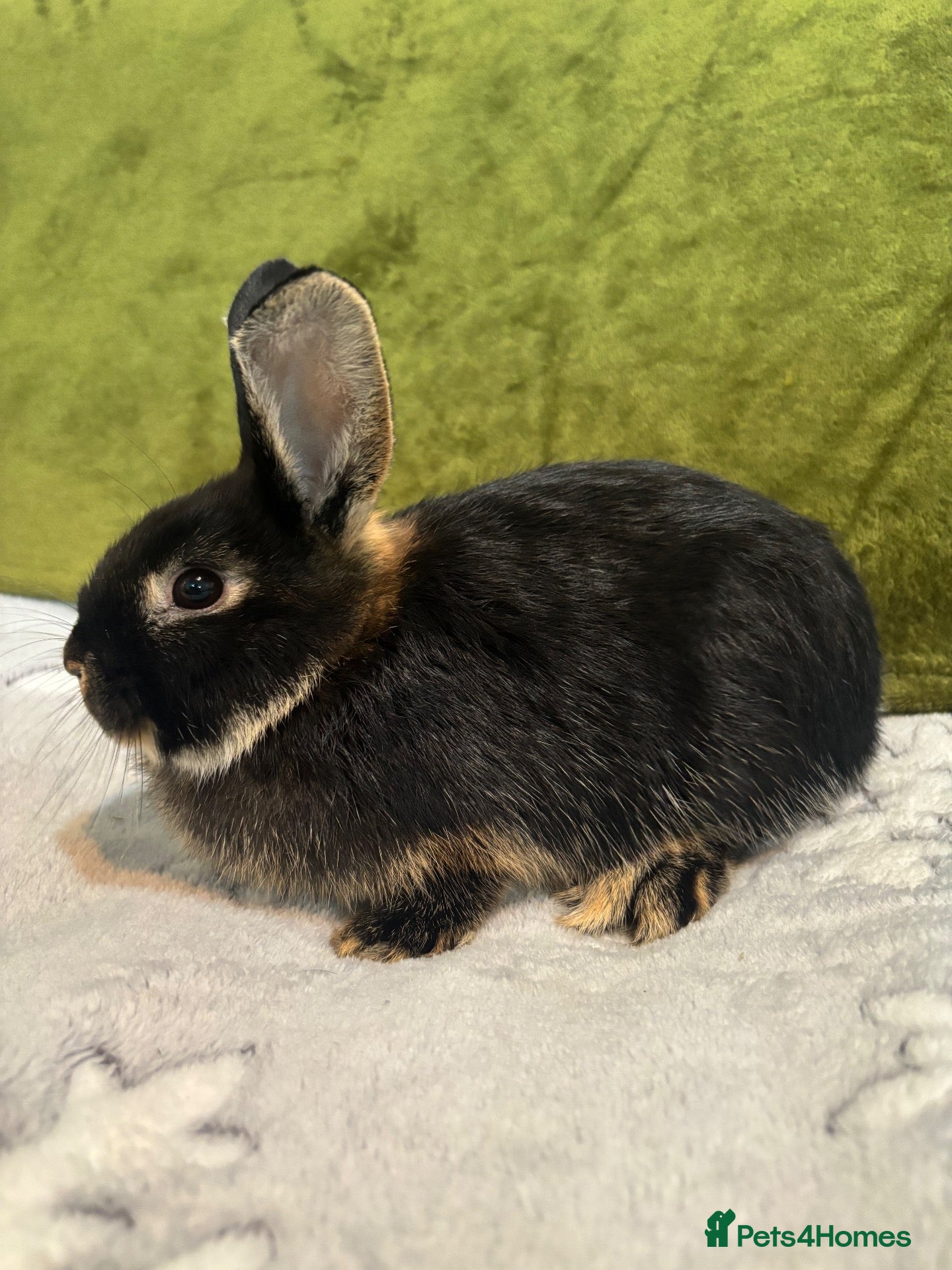 Mixed Breed rabbits 3 mini lop cross 1 female 2 male - Advert 2