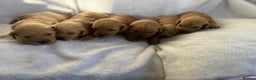 Goldador dogs for sale: Gorgeous Goldador puppies ready to go 22nd  - Advert 17