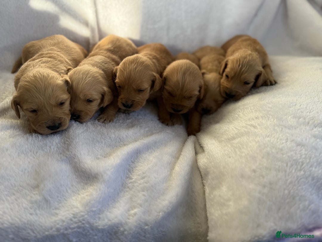 Goldador dogs for sale: Gorgeous Goldador puppies ready to go 22nd  - Advert 17