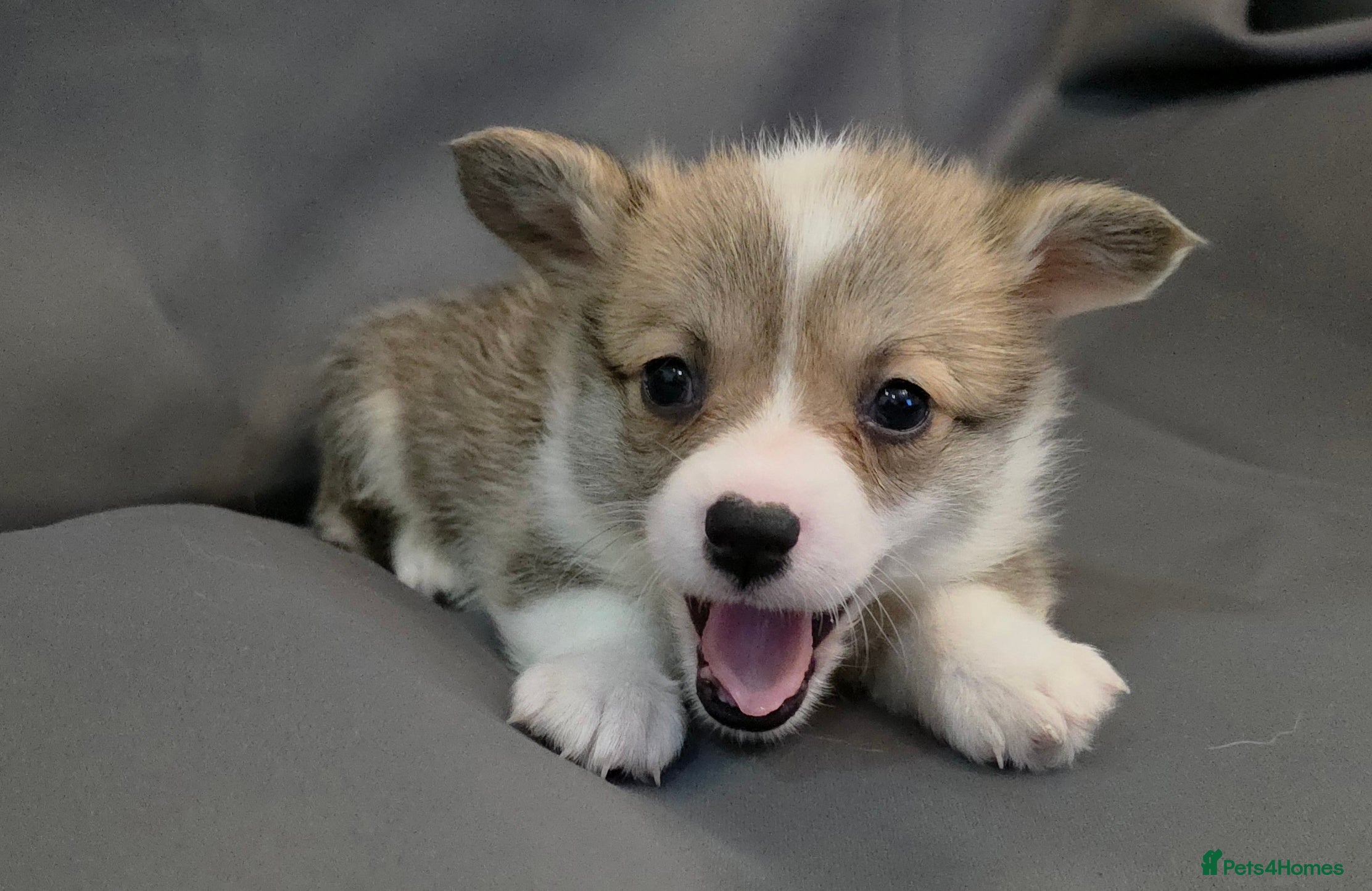 Welsh Corgi Pembroke dogs 33rd Generation RKC Bobtail Pembroke Corgi Pups - Advert 1