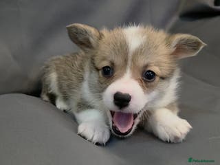 Welsh Corgi Pembroke dogs 33rd Generation RKC Bobtail Pembroke Corgi Pups - Advert 8