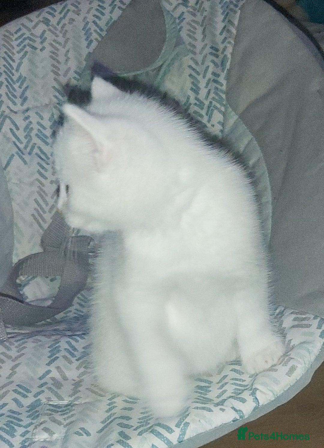 Mixed Breed cats for sale: 1 white, ginger and caramac kitten  - Advert 2