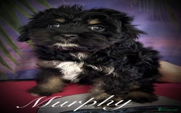 Cavapoo dogs for sale: Beautiful miniature cavapoo babies - Image 6
