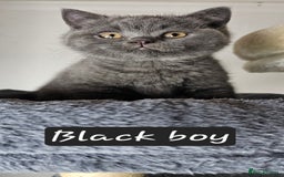 British Shorthair cats for sale: British short hair kittens - Advert 27