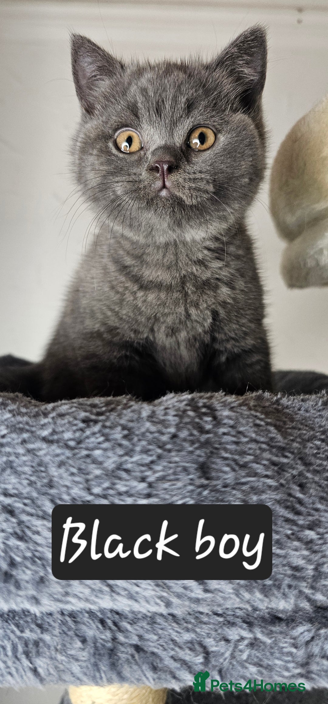 British Shorthair cats for sale: British short hair kittens - Advert 27