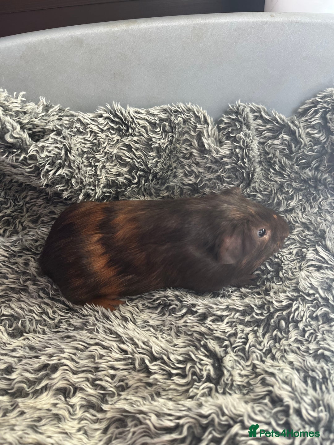 Guinea Pig rodents for sale: Lovely boar guinea pigs for sale boys - READY  - Advert 5
