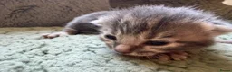 Mixed Breed cats for sale: Beautiful Kittens BSH Cross - Advert 7