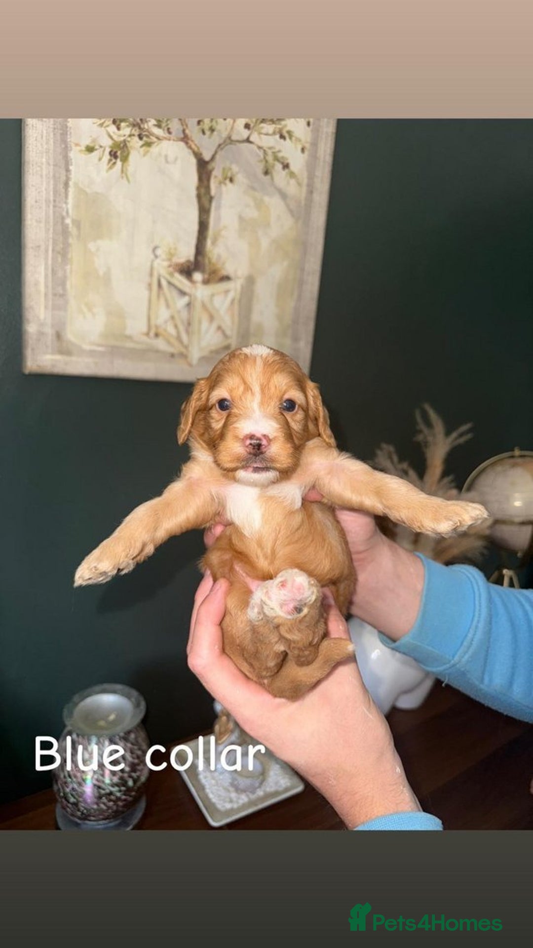 Cockapoo dogs for sale: Adorable cockapoos for sale - Image 2