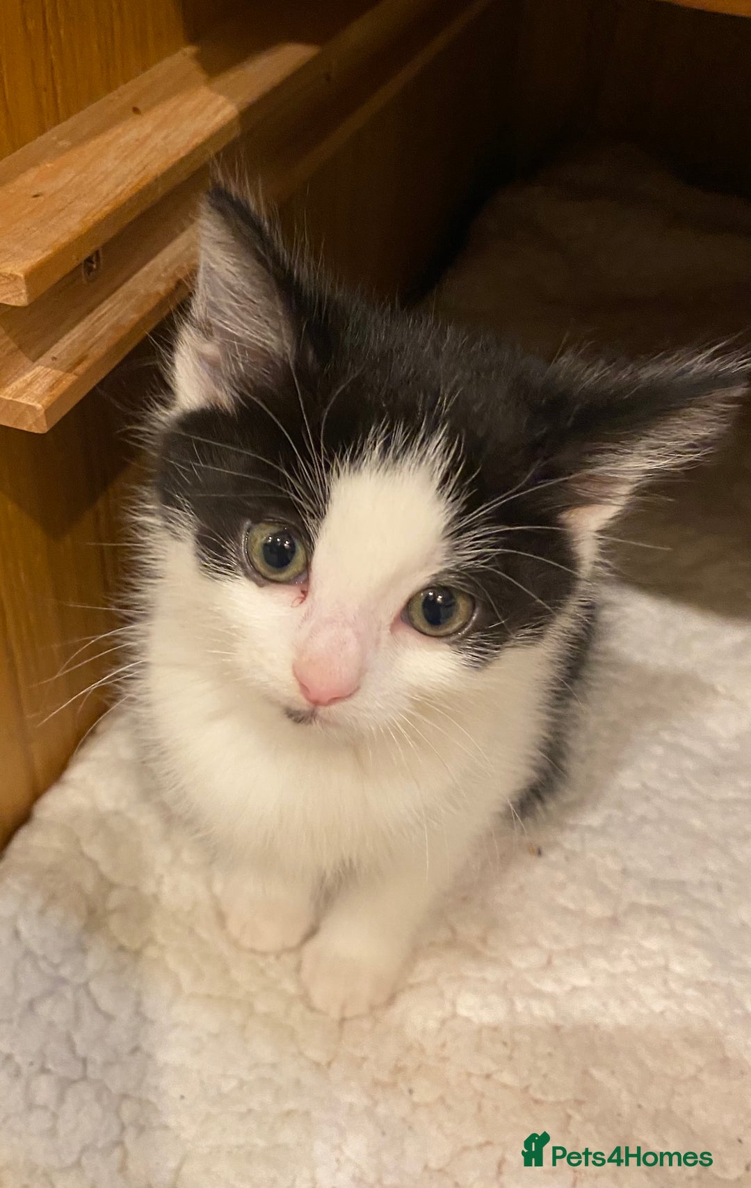 Mixed Breed cats for sale: Home-Raised Black & White Kittens– 10 Weeks Old 🐾 - Advert 7