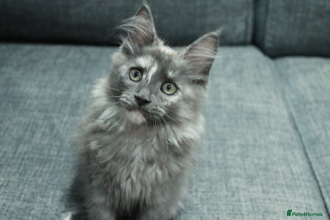 Maine Coon cats for sale: HEALTHY 5 Generation GCCF pedigree Maine coons - Image 4