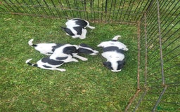 Jack Russell dogs for sale: Puppies  - Image 3