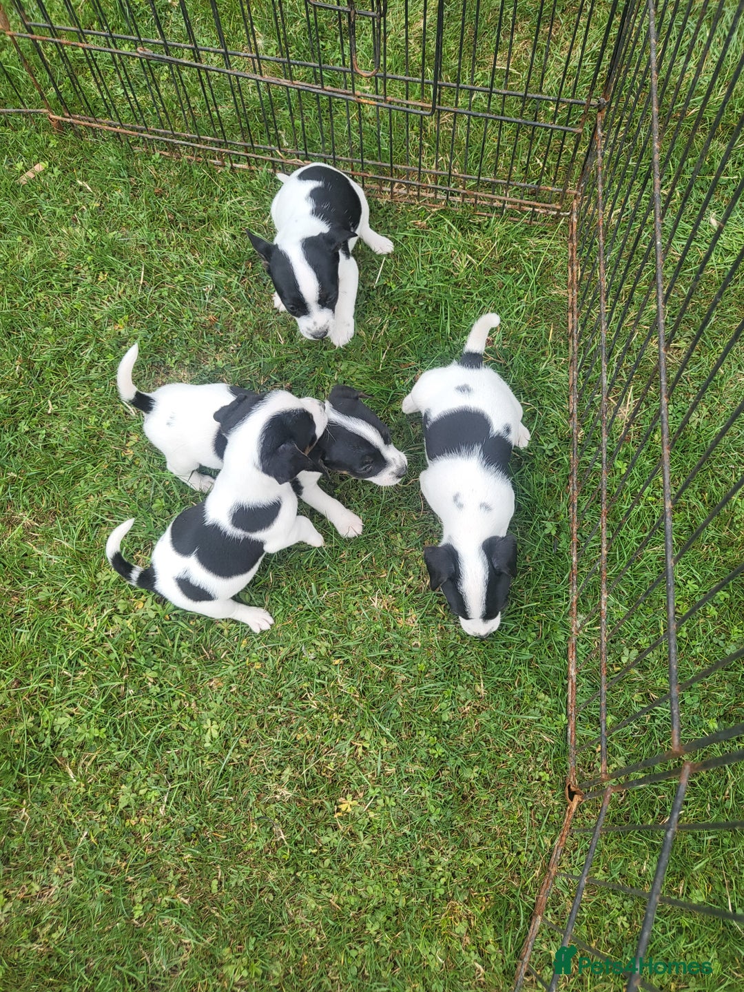 Jack Russell dogs for sale: Puppies  - Image 3