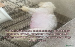 Coton De Tulear dogs for sale: Coton de Tulear puppies  - Image 5