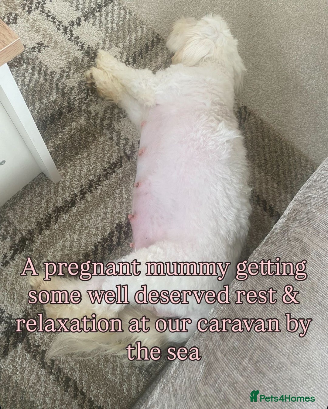 Coton De Tulear dogs for sale: Coton de Tulear puppies  - Image 5
