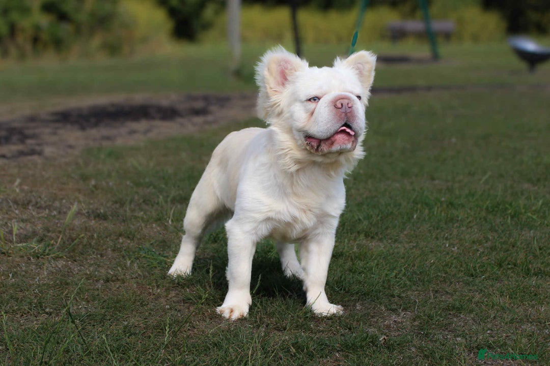 French Bulldog dogs for stud: french bulldog stud  - Image 4