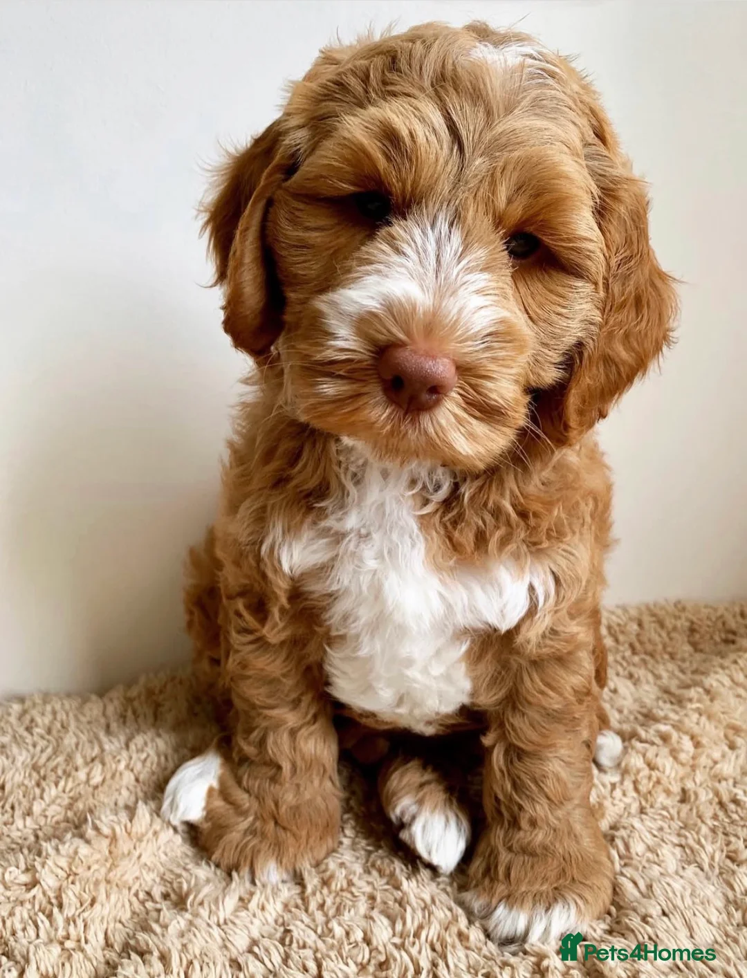 Cockapoo dogs for sale: Cockapoos Due 11th February- Waiting List Open - Advert 13