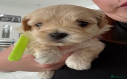 Maltipoo dogs for sale: Beautiful Male Maltipoo F1 Pups - Image 4
